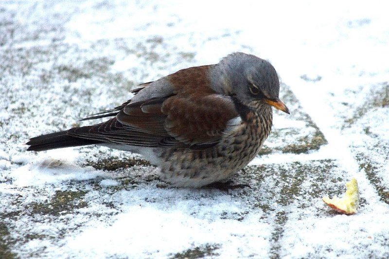 Kramsvogel 15